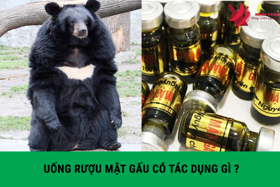 Cách Sử Dụng Mật Gấu Tươi Hiệu Quả Và An Toàn