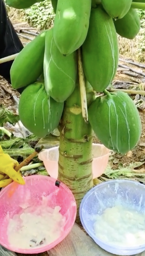 Cách Sử Dụng Nhựa Đu Đủ Xanh Hiệu Quả Và An Toàn