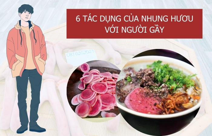 Tác dụng của nhung hươu với người gầy Gallery 2