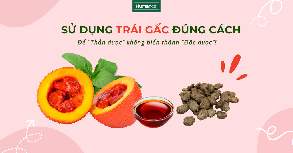 Cách Sử Dụng Quả Gấc Hiệu Quả Và An Toàn