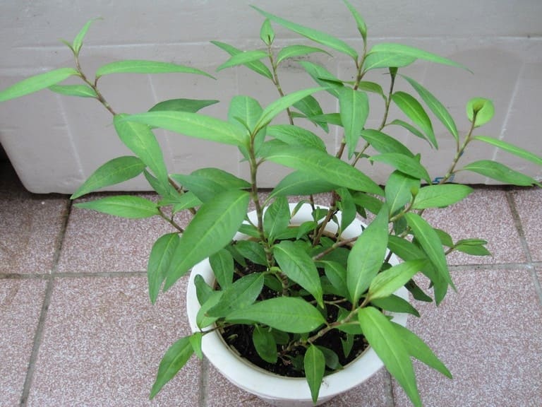 Tác hại của rau răm Gallery 2