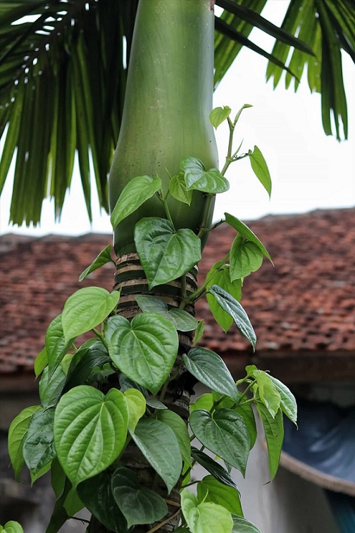 Rễ Cây Trầu Không: Công Dụng, Cách Sử Dụng Và Lưu Ý Gallery 2
