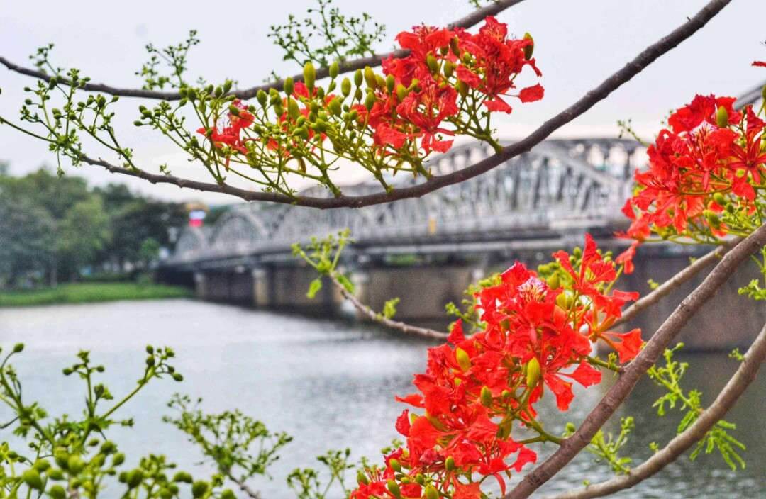 STT Hoa Phượng Thả Thính: Những Câu Nói Hay Nhất Về Mùa Phượng Vỹ Gallery 2