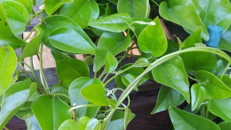 Sương Sâm Có Tác Dụng Gì? Gallery 2