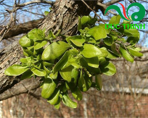 Tầm gửi cây na có tác dụng gì? Gallery 2