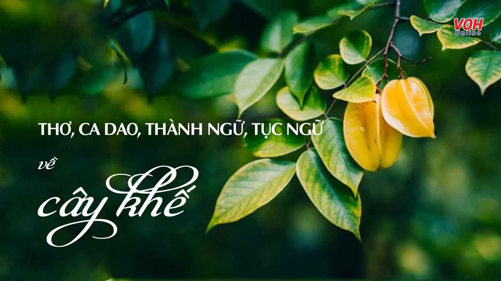 Chị em cây khế nghĩa là gì? Gallery 2