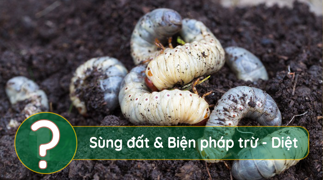 Thuốc Diệt Sùng Đất Hiệu Quả Gallery 2