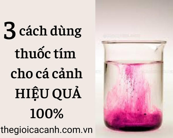 Thuốc Tím Dạng Bột Gallery 2