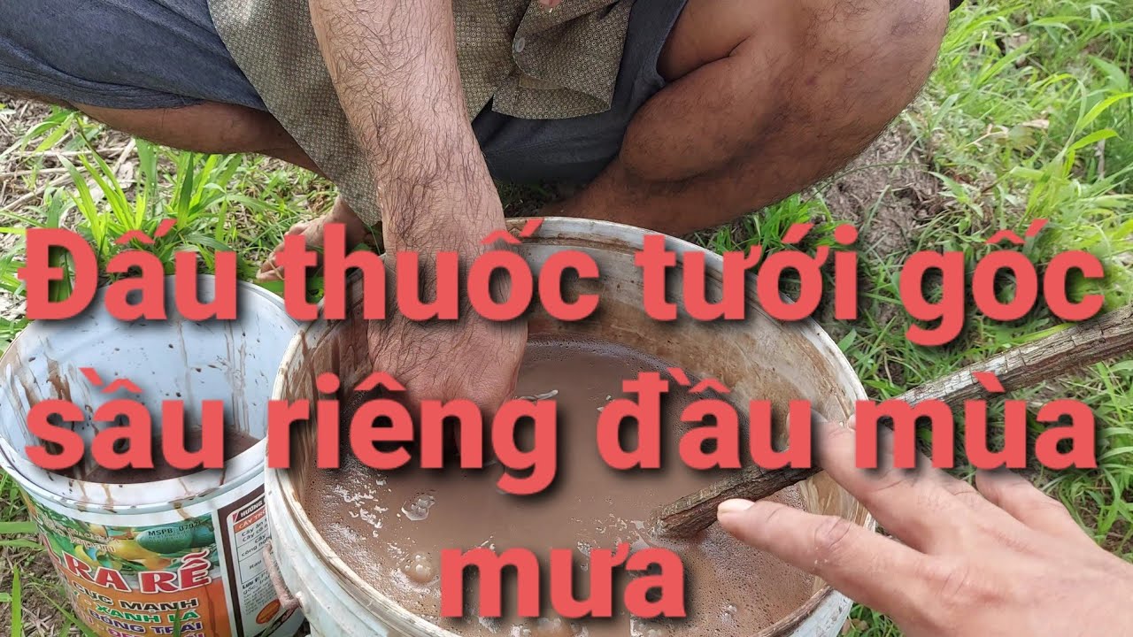 Thuốc Tưới Gốc Sầu Riêng: Hướng Dẫn Chi Tiết & Hiệu Quả Gallery 2