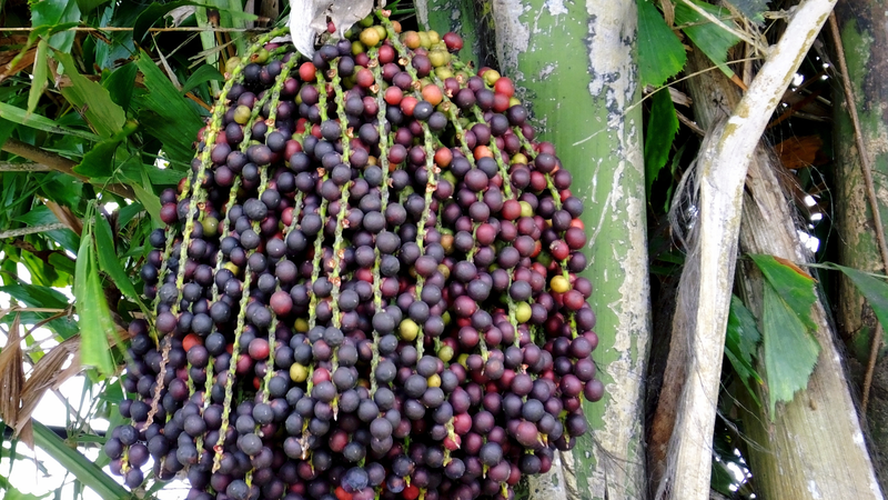 Tác dụng của trái đủng đỉnh Gallery 2