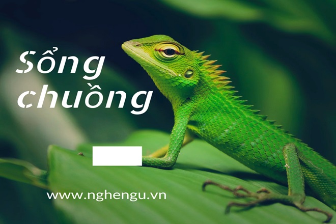 Xổng hay Sổng? Từ nào đúng chính tả? Gallery 2