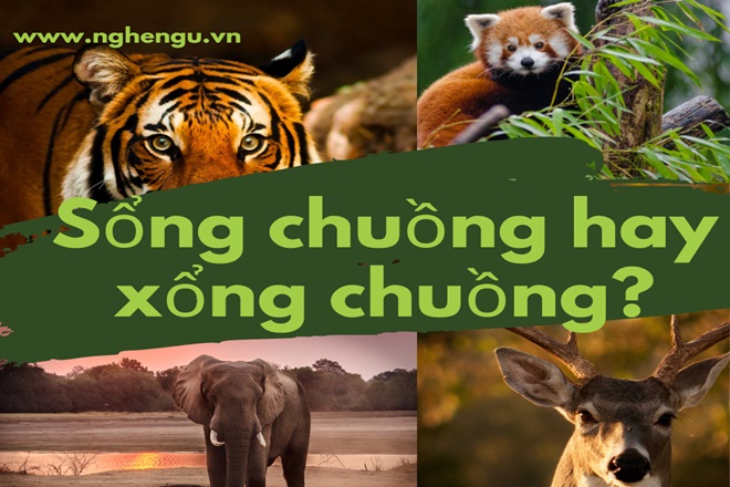 Sổng chuồng hay xổng chuồng? Gallery 2