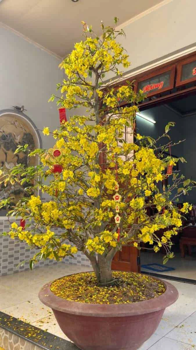 Hình Nền Cây Mai Vàng Đẹp Nhất Gallery 2