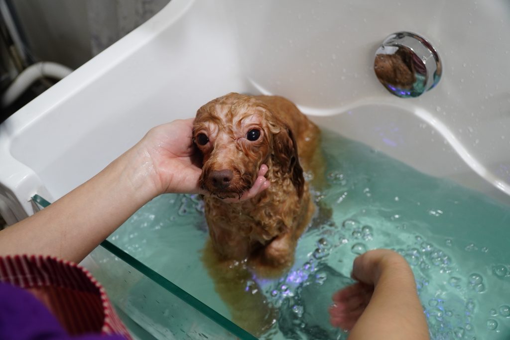Cách Tắm Cho Poodle: Hướng Dẫn Chi Tiết Từ A Đến Z