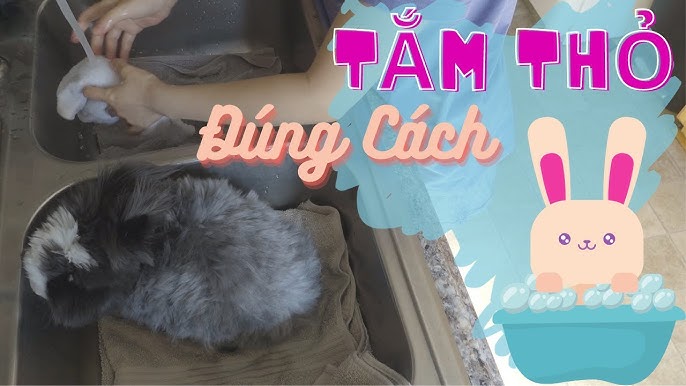 Cách Tắm Cho Thỏ Gallery 2