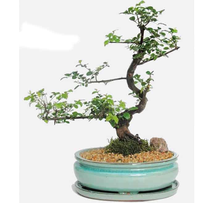 Cách Tạo Dáng Cây Cảnh