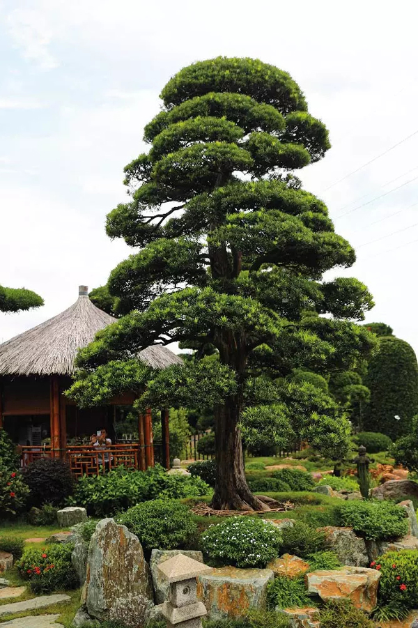 Cách Tạo Dáng Tùng La Hán Dáng Trực