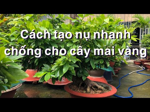 Cách Tạo Nụ Cho Mai Vàng
