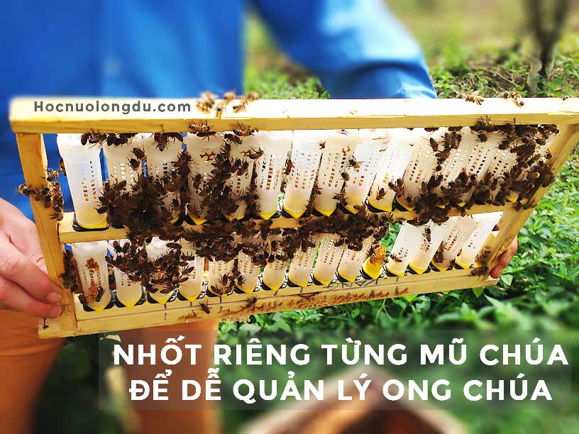 Cách Tạo Ong Chúa