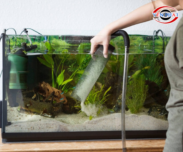 Cách tẩy kính bể cá bị ố Gallery 2