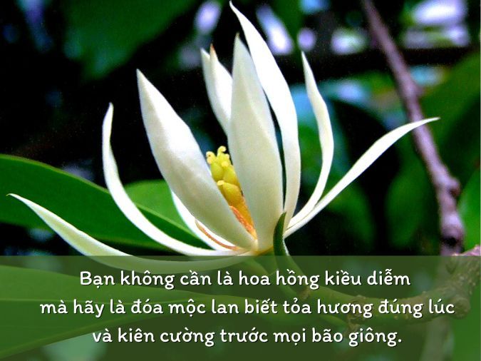 Thả Thính Bằng Hoa Lan: Bí Kíp Hớp Hồn Người Ấy Gallery 2