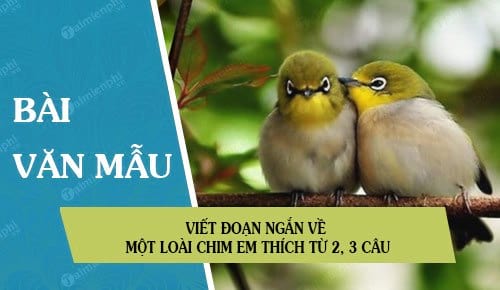 Em Yêu Chim Em Mến Chim Gallery 2