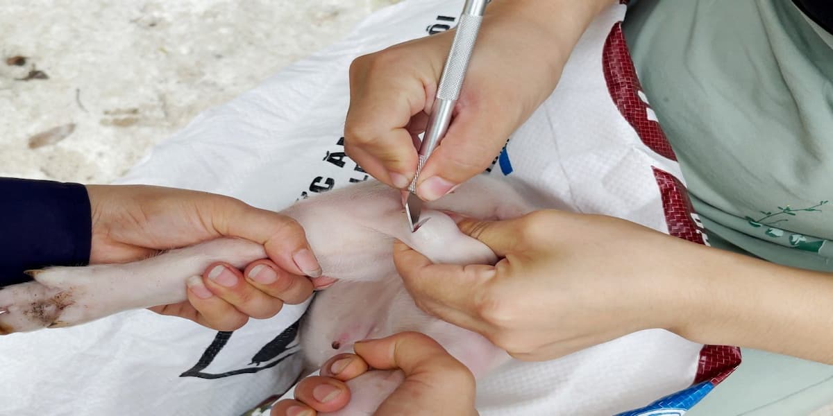 Cách Thiến Lợn Con