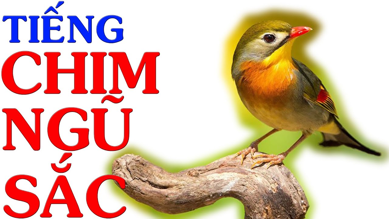 Chim Ngũ Sắc Hót Hay Gallery 2