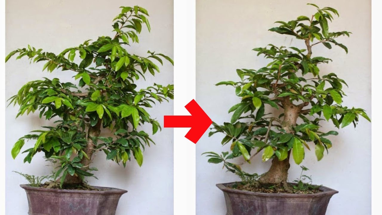 Cách Tỉa Cây Mai Đẹp, Xum Xê, Cho Hoa Đầy Nụ Gallery 2