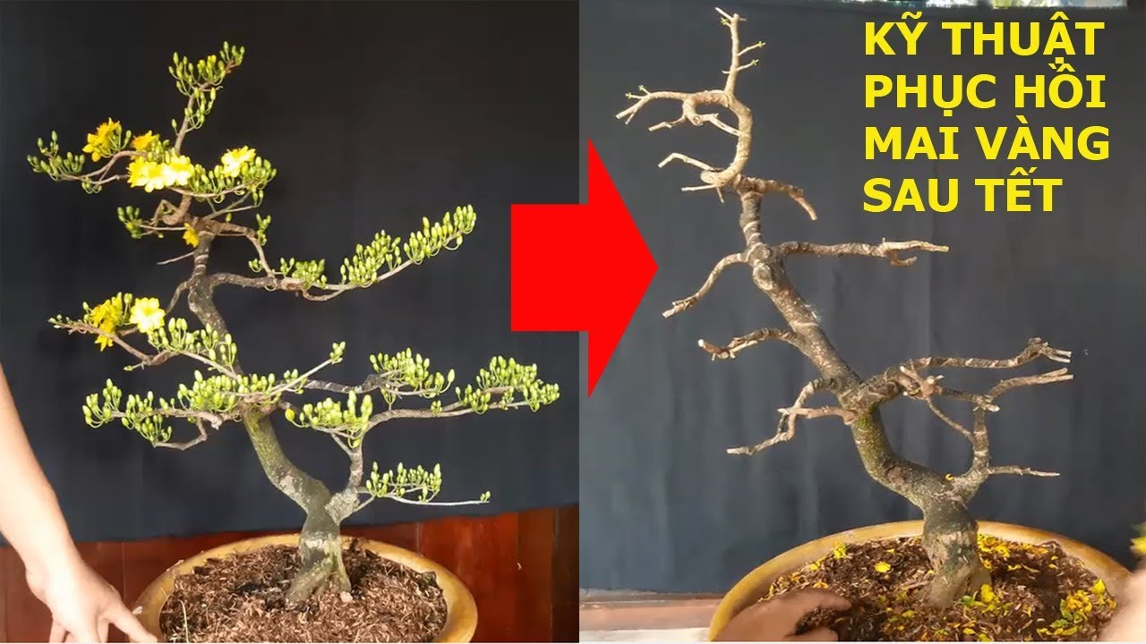 Cách Tỉa Cây Mai Đẹp, Xum Xê, Cho Hoa Đầy Nụ
