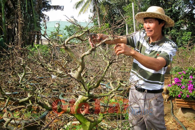 Cách Tỉa Mai Trước Tết Đẹp Mắt, Xanh Tươi