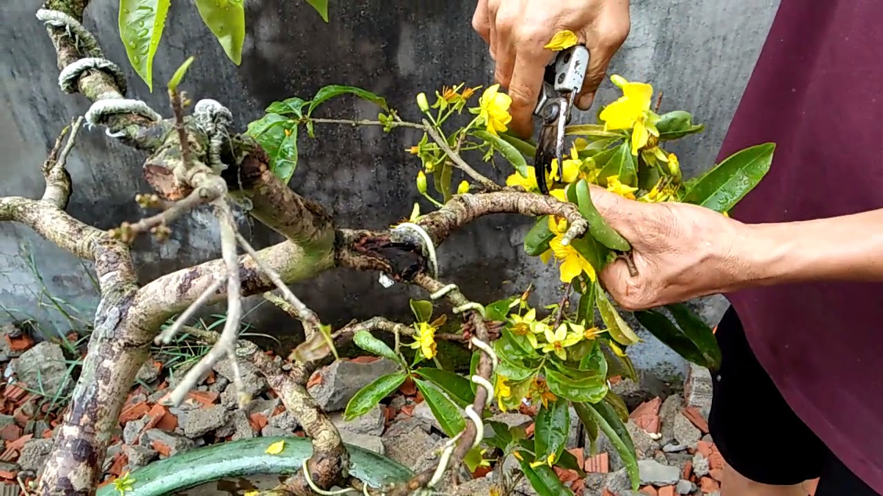 Cách Tỉa Mai Vàng Đẹp, Nở Hoa Rộ Rực Mừng Xuân