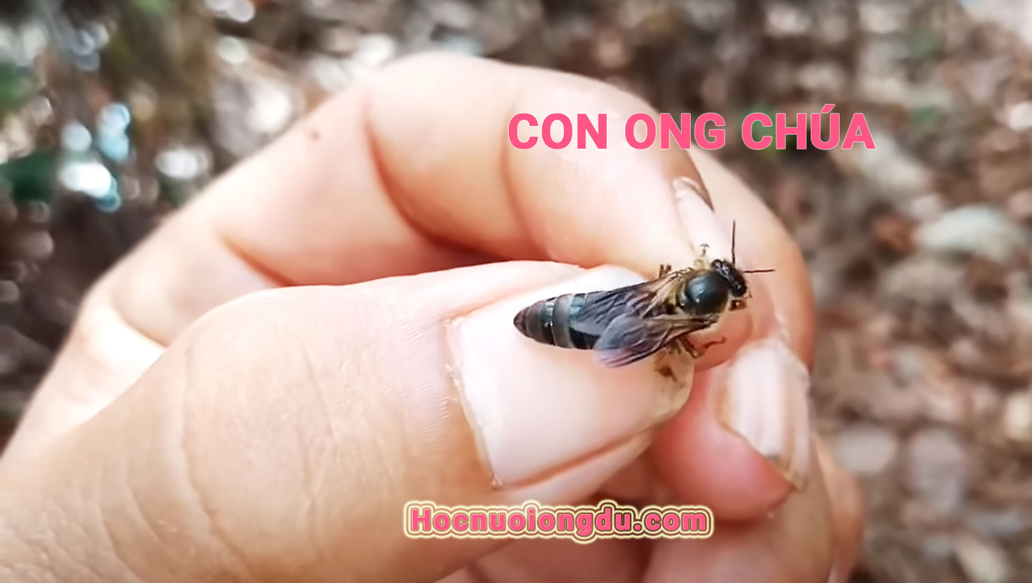 Cách Tìm Ong Chúa Trong Đàn