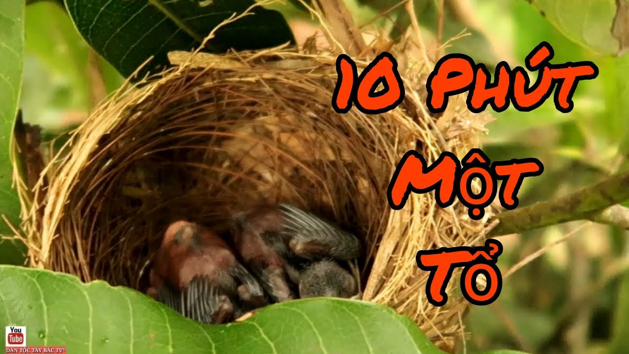 Cách Tìm Tổ Chào Mào