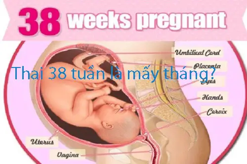 38 Tuần Là Mấy Tháng? Gallery 1