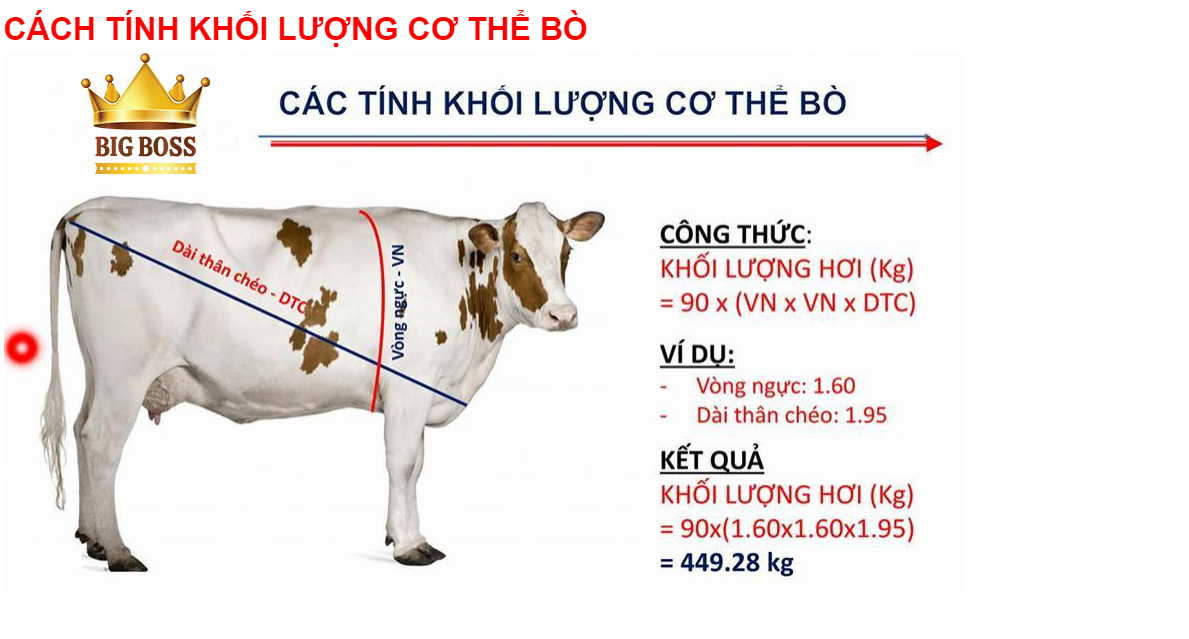 Cách Tính Trọng Lượng Bò
