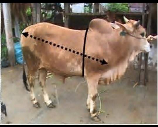 Cách Tính Trọng Lượng Bò Gallery 2