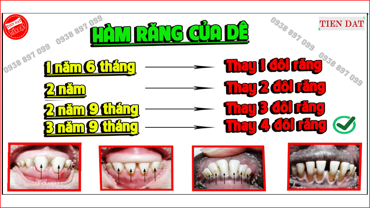 Tuổi Dê Bao Nhiêu Tuổi Gallery 1