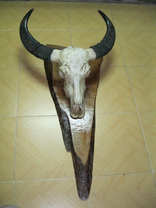 Cách Treo Sừng Trâu Trong Nhà Đúng Phong Thủy & Mang Lại May Mắn