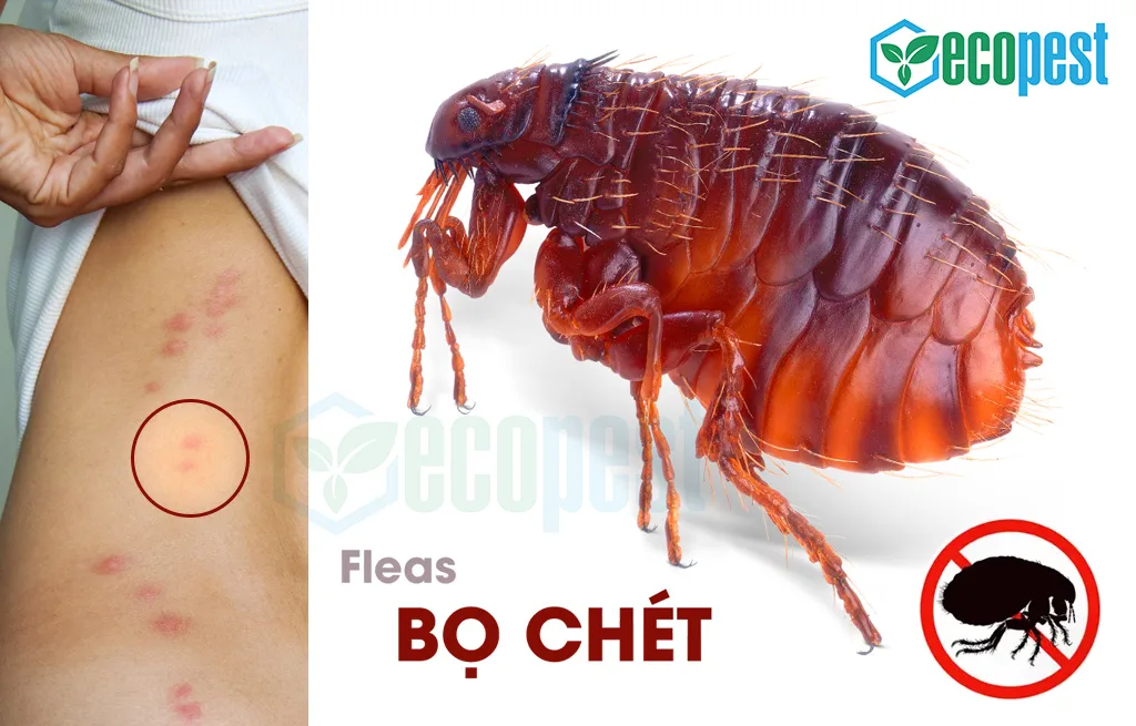 Cách Trị Bọ Chét Hiệu Quả