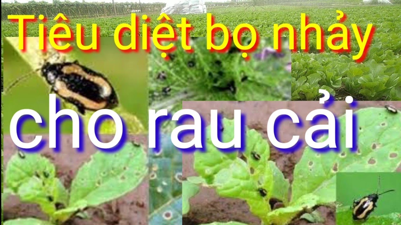 Cách Trị Bọ Nhảy Trên Rau Cải Hiệu Quả