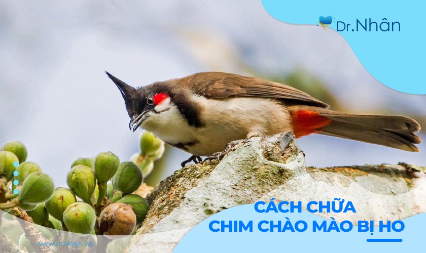 Cách Trị Chào Mào Bị Ho Nặng