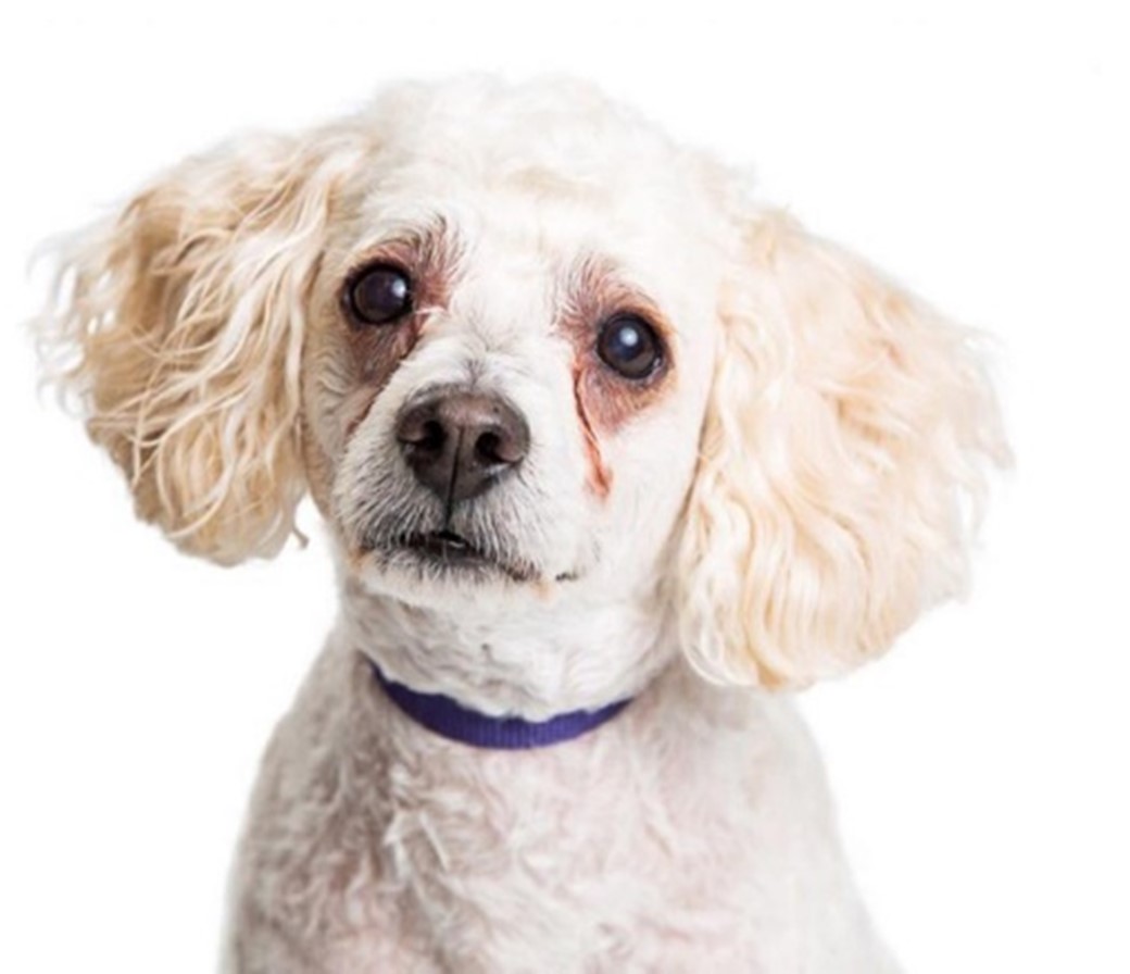 Trị Chảy Nước Mắt Ở Chó Poodle Gallery 2