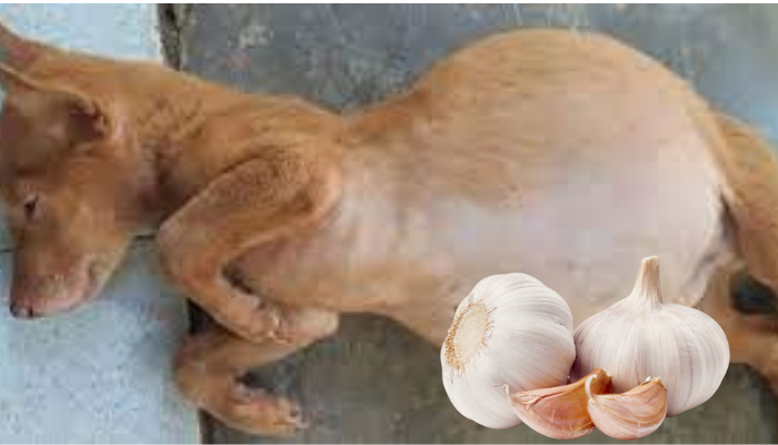 Cách Trị Chó Bị Cóc Thổi Tại Nhà