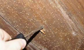 Cách Trị Mọt Gỗ Kêu