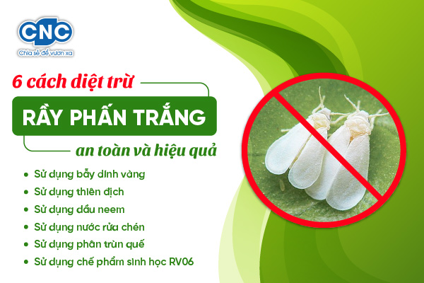 Cách Trị Rầy Trắng Hiệu Quả