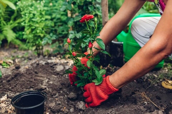 Cách Trộn Đất Trồng Hoa Hồng