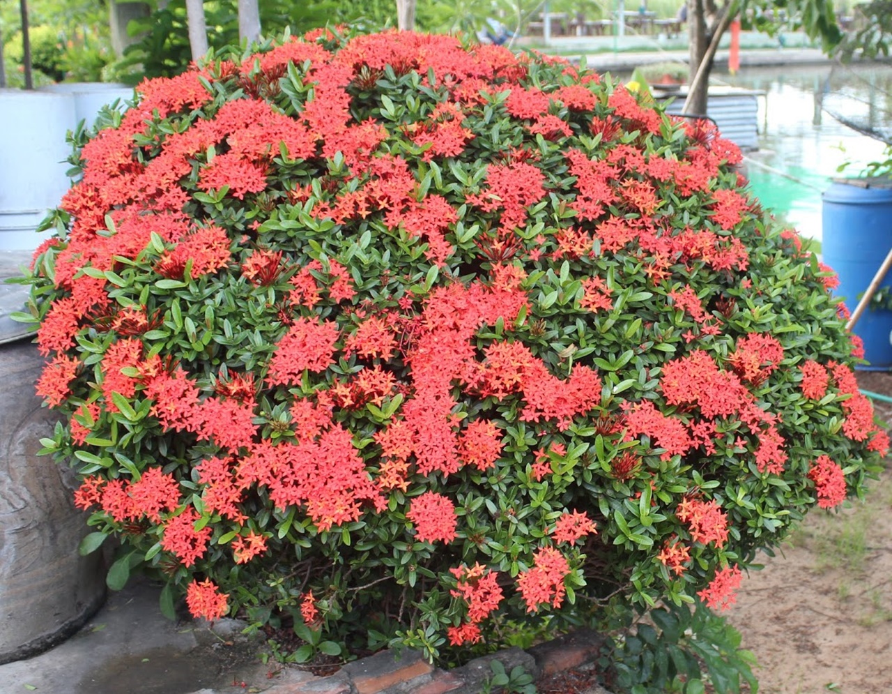 Cách Trồng Bông Trang Đơn Giản, Hiệu Quả