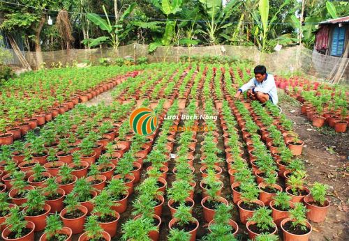 Cách Trồng Bông Vạn Thọ Trong Chậu