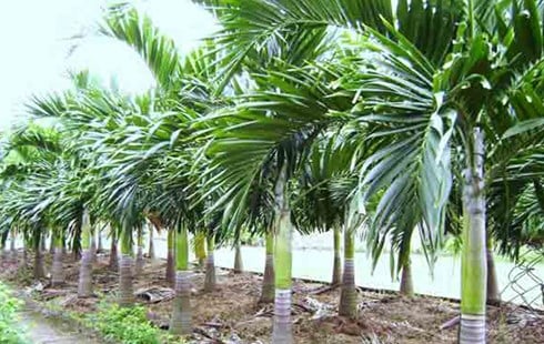 Cách Trồng Cau Lùn Hiệu Quả, Cho Thu Hoạch Cao